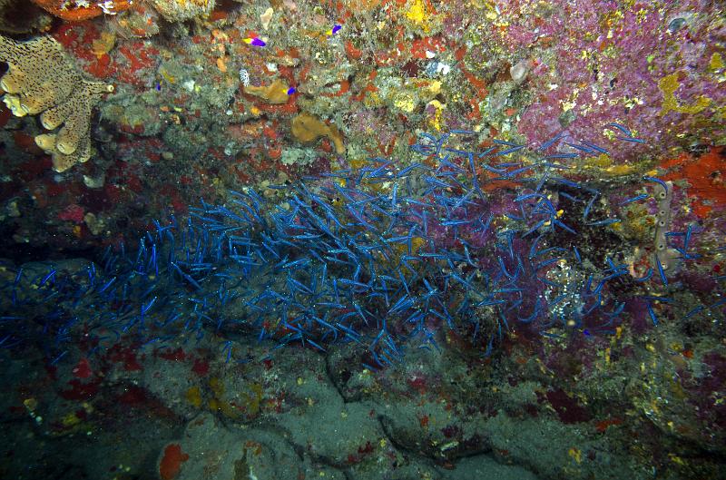 SABA tent reef oct 2013_08.jpg